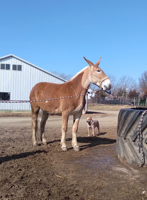 Amish mules hot sale for sale