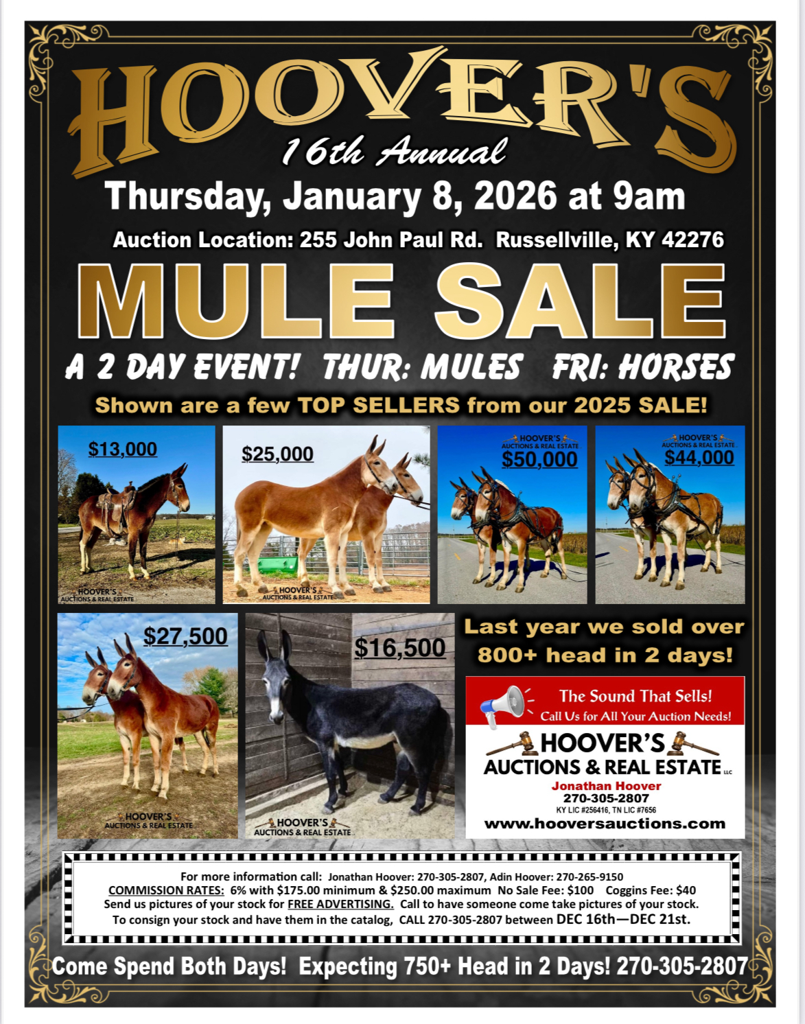 Hoover’s 16th Annual Mule Sale