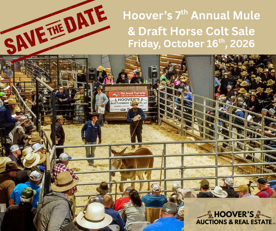 Hoover’s 7th Annual Mule & Draft Horse Colt Sale